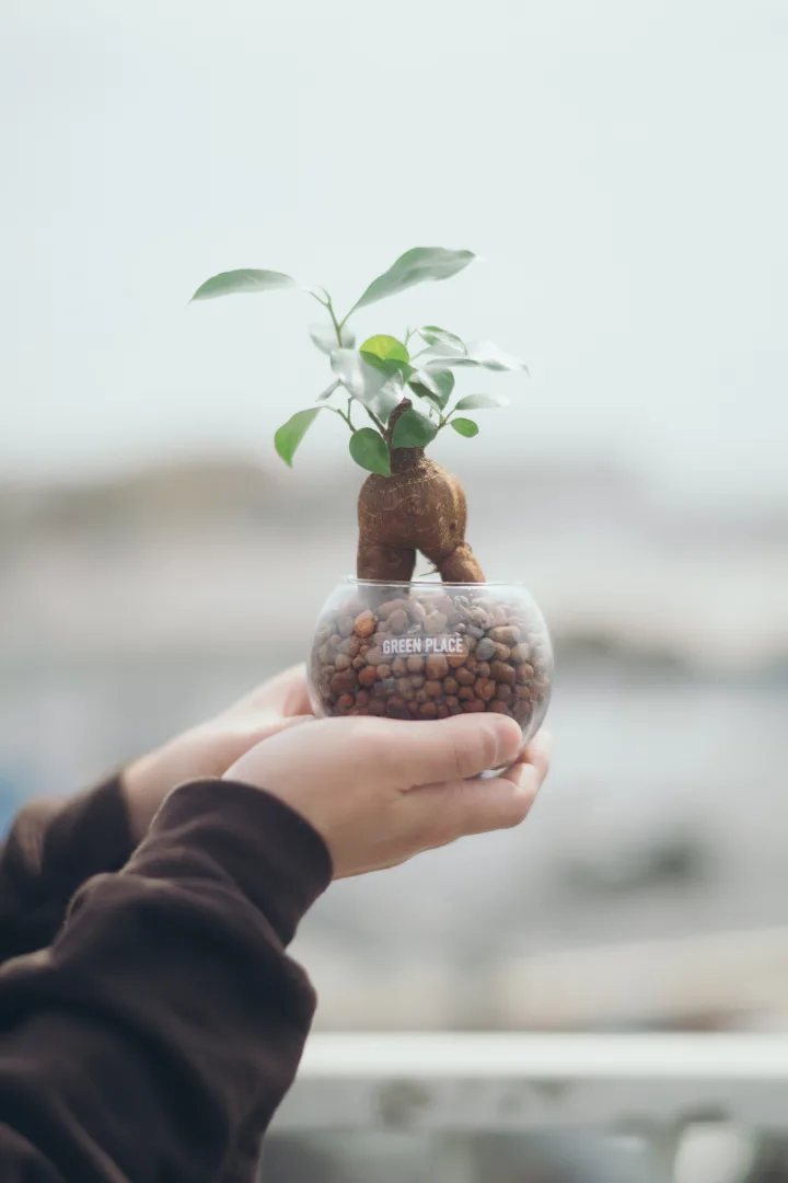 手のひらにのせた、育てはじめの小さな観葉植物