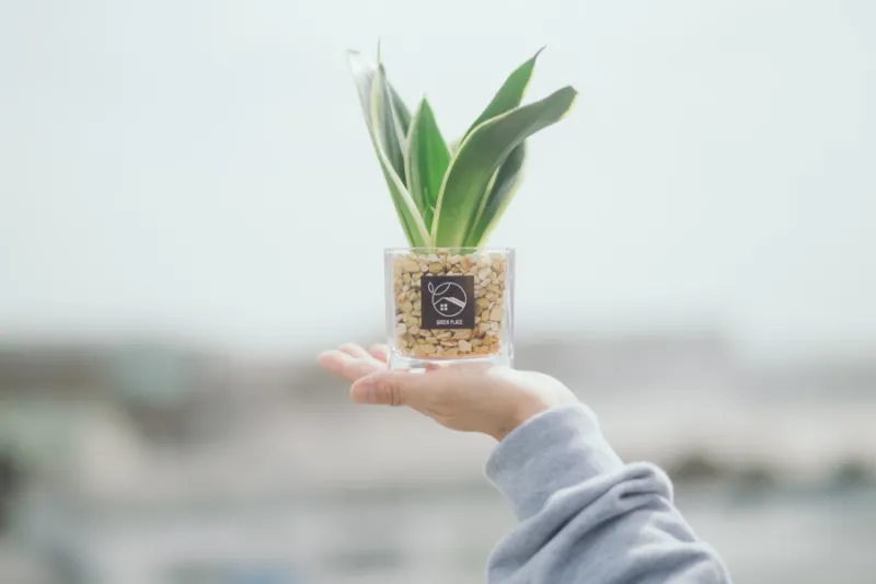 完成した観葉植物を手に持つ様子