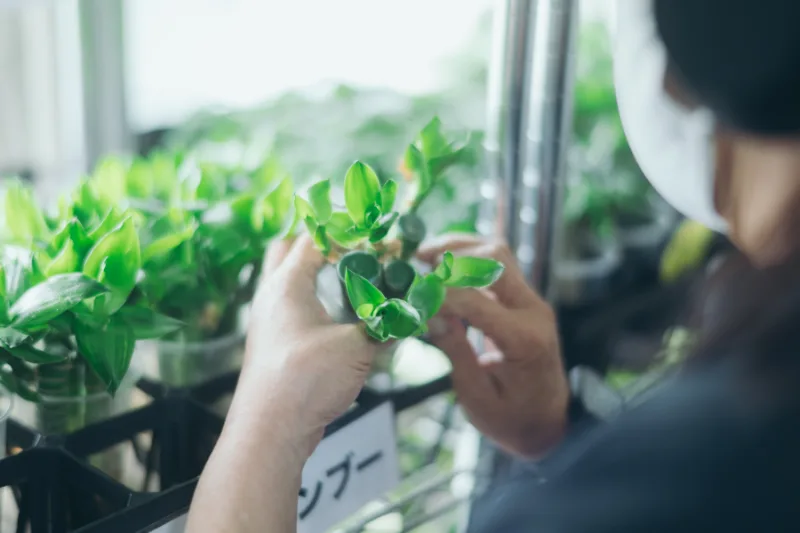 観葉植物をやさしく手入れする様子