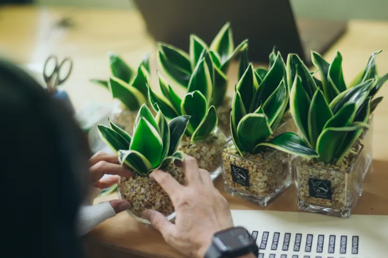 複数の観葉植物を仕上げ・ラベル付けする様子